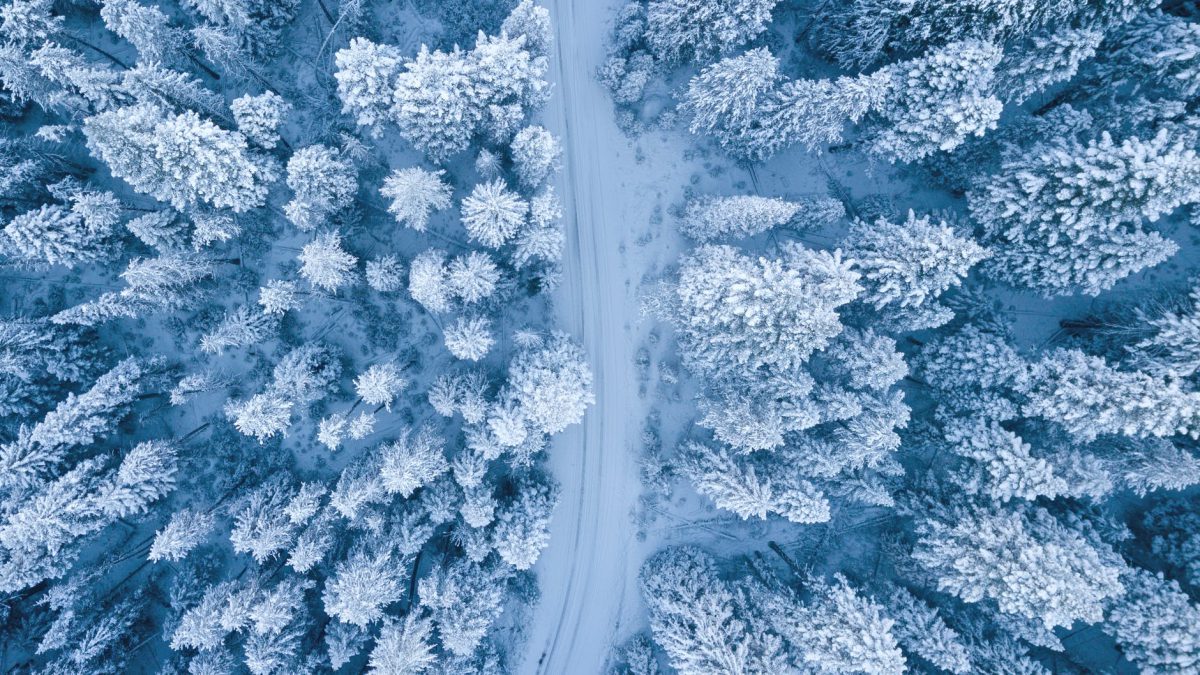 aerial photography of snow covered trees