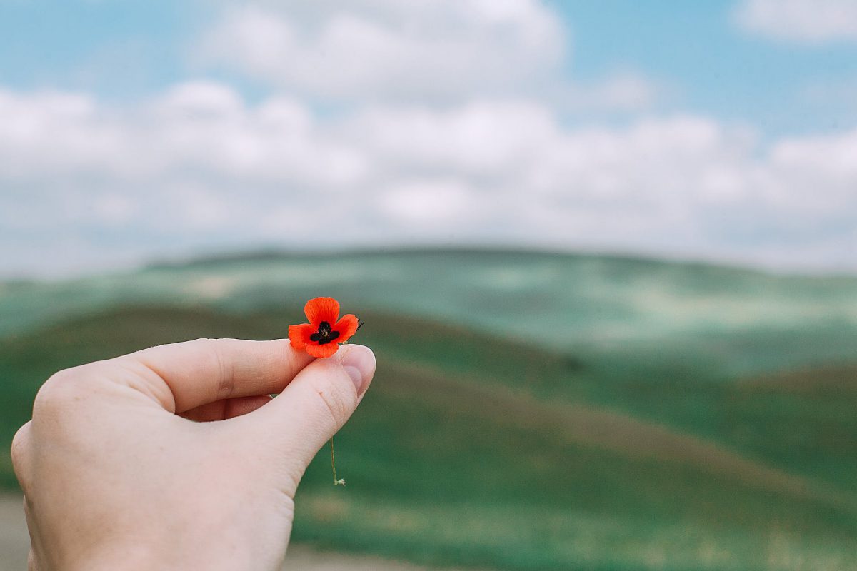 crop person showing poppy flower against blurred landscape
