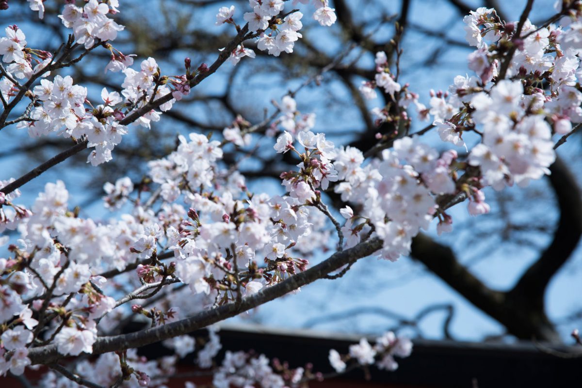 selective focus photography of white flowering tree