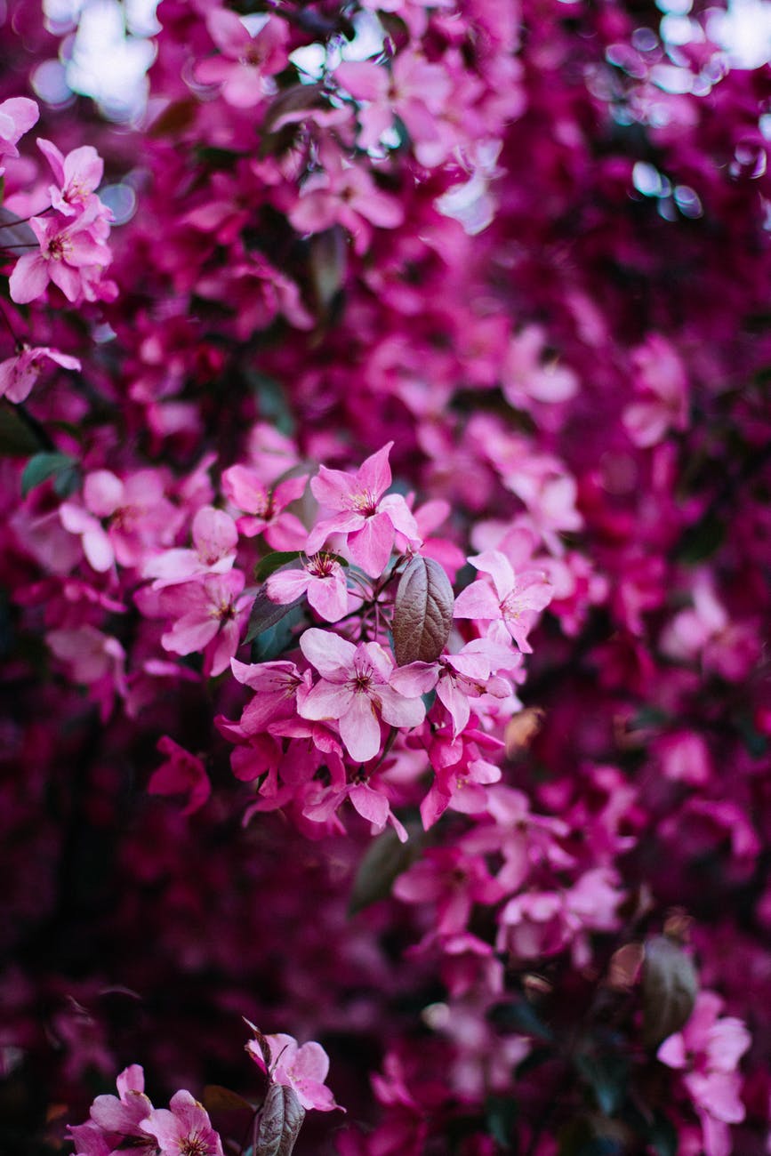 selective photo pink flowers